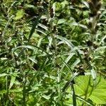 Attēlu rezultāti vaicājumam “Gnaphalium sylvaticum leaf”