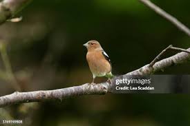 Attēlu rezultāti vaicājumam “Fringilla coelebs juvenile”