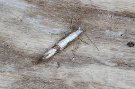 Attēlu rezultāti vaicājumam “Argyresthia albistria”