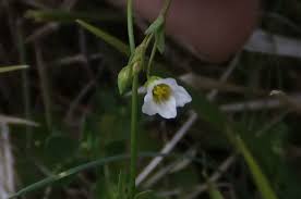Attēlu rezultāti vaicājumam “Linum catharticum flower”