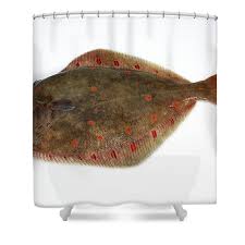 Image result for Pleuronectes platessa