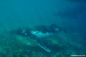 Image result for Megaptera novaeangliae