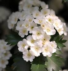 Attēlu rezultāti vaicājumam “Crataegus macracantha flower”