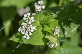 Attēlu rezultāti vaicājumam “Fagopyrum esculentum flower”