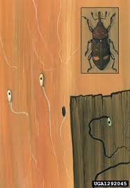 Attēlu rezultāti vaicājumam “Pissodes piniphilus”