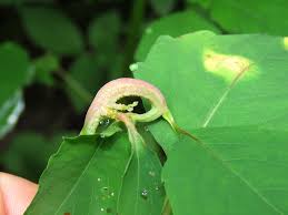 Attēlu rezultāti vaicājumam “Puccinia agrostidis”