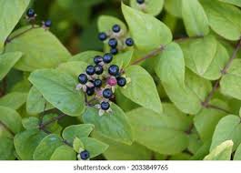 Attēlu rezultāti vaicājumam “Hypericum perforatum fruit”