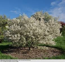 Attēlu rezultāti vaicājumam “Malus x zumi”