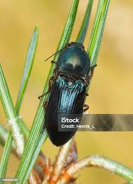 Attēlu rezultāti vaicājumam “Selatosomus aeneus”