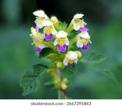 Attēlu rezultāti vaicājumam “Galeopsis speciosa leaf”