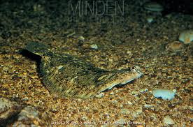 Image result for Microstomus kitt