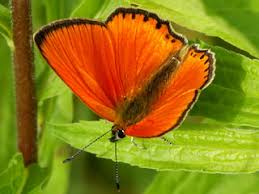 Attēlu rezultāti vaicājumam “Lycaena virgaureae underside”
