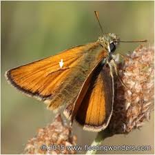 Attēlu rezultāti vaicājumam “Thymelicus sylvestris underside”