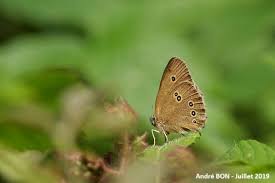 Attēlu rezultāti vaicājumam “Aphantopus hyperantus”