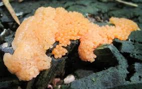 Attēlu rezultāti vaicājumam “Tubifera sp.”