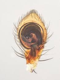 Attēlu rezultāti vaicājumam “Xysticus ulmi”