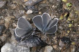 Attēlu rezultāti vaicājumam “Cupido minimus female”