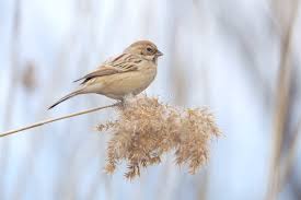 Image result for Emberiza pallasi