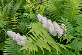 Attēlu rezultāti vaicājumam “Sorbaria sorbifolia flower”