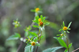 Attēlu rezultāti vaicājumam “Bidens tripartita flower”