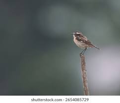 Attēlu rezultāti vaicājumam “Saxicola rubetra adult”