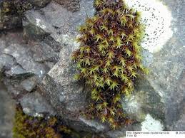 Attēlu rezultāti vaicājumam “Schistidium robustum”