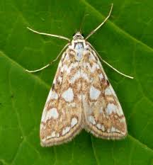 Attēlu rezultāti vaicājumam “Elophila nymphaeata”