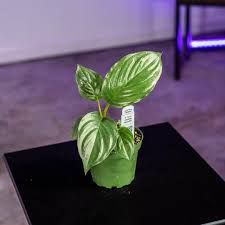 Image result for Tacca chantrieri