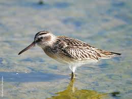 Attēlu rezultāti vaicājumam “Calidris falcinellus adult”