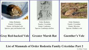 Attēlu rezultāti vaicājumam “Cricetidae”