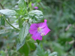 Attēlu rezultāti vaicājumam “Epilobium hirsutum”