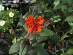 Attēlu rezultāti vaicājumam “Silene x arkwrightii Vesuvius”