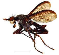 Attēlu rezultāti vaicājumam “Coremacera marginata”