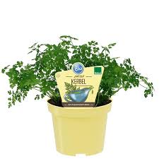 Image result for Kerbel