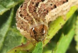 Attēlu rezultāti vaicājumam “Cryptocala chardinyi”