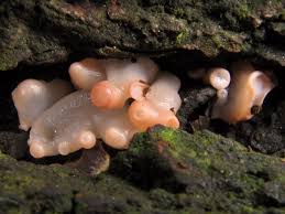 Attēlu rezultāti vaicājumam “Craterocolla cerasi”