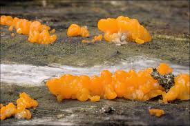 Attēlu rezultāti vaicājumam “Dacrymyces chrysospermus spores”