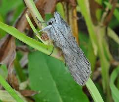 Attēlu rezultāti vaicājumam “Cucullia lucifuga”