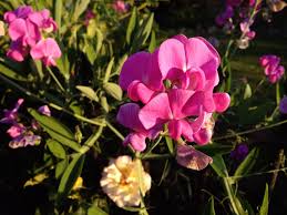 Attēlu rezultāti vaicājumam “Lathyrus sylvestris flower”