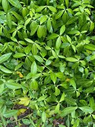 Attēlu rezultāti vaicājumam “Vinca minor leaf”