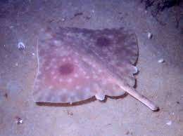 Image result for Raja asterias