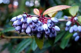 Attēlu rezultāti vaicājumam “Berberis vulgaris fruit”