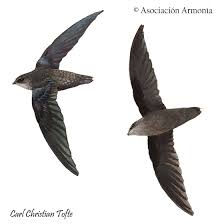 Image result for Chaetura pelagica