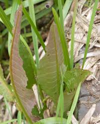 Attēlu rezultāti vaicājumam “Rumex hydrolapathum fruit”