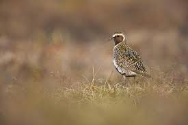 Attēlu rezultāti vaicājumam “Pluvialis apricaria”