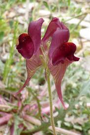 Attēlu rezultāti vaicājumam “Linaria loeselii”