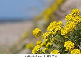 Attēlu rezultāti vaicājumam “Alyssum gmelinii”