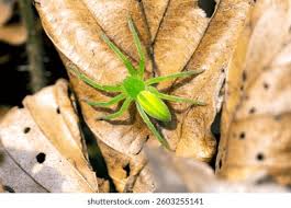 Attēlu rezultāti vaicājumam “Micrommata virescens”