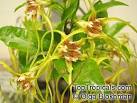 <b>Strophanthus</b> sp., <b>Strophanthus</b>