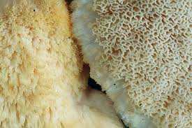 Attēlu rezultāti vaicājumam “Climacocystis borealis”